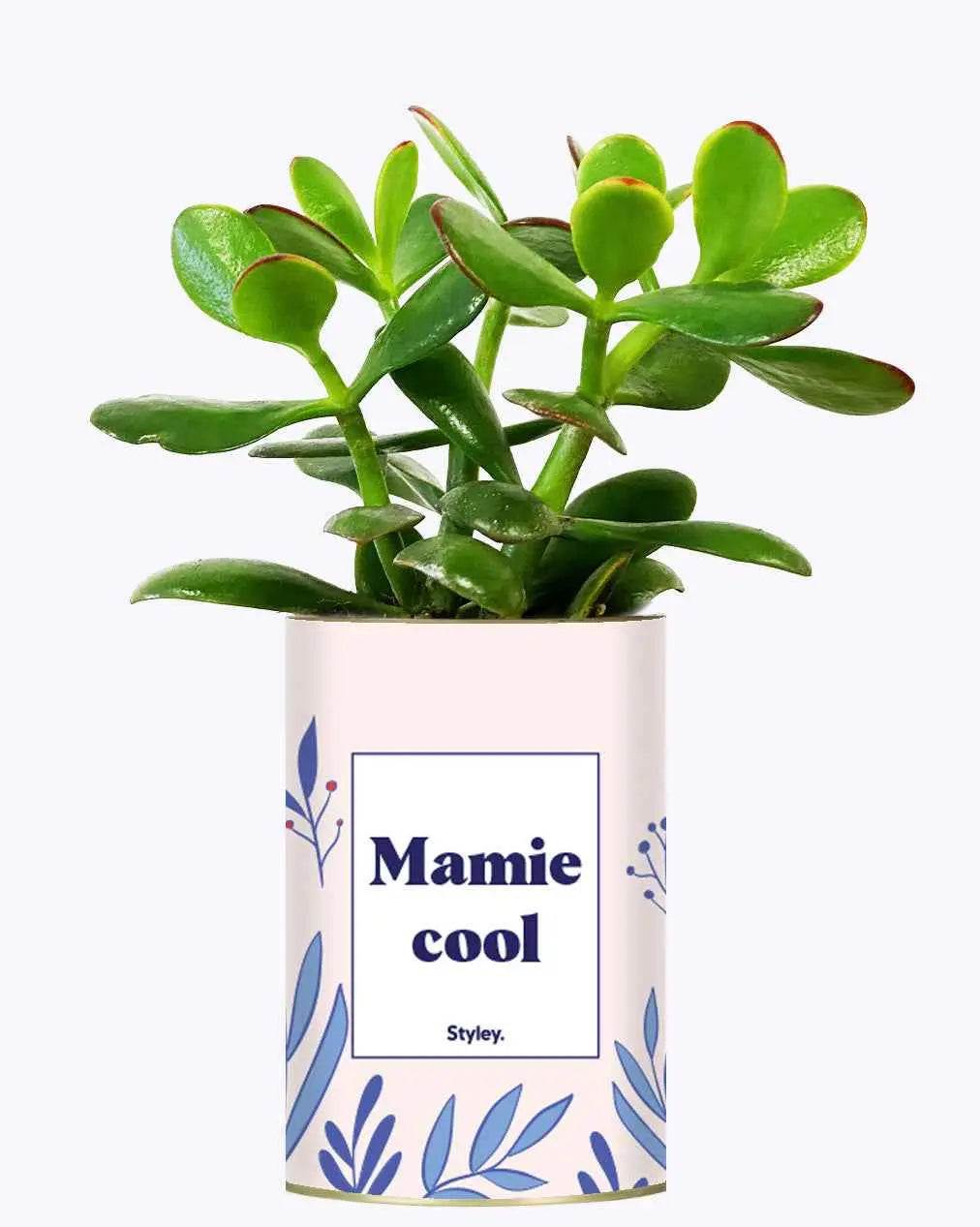 Mamie cool - Plante Crassula varié