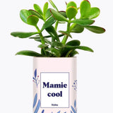 Mamie cool - Plante Crassula varié