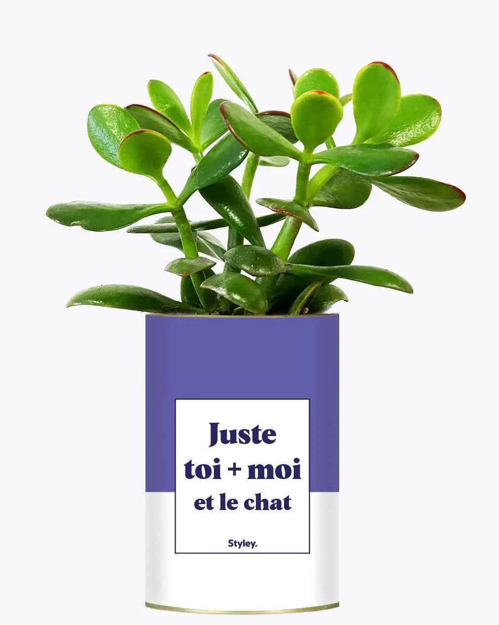 Toi + moi et le chat - Plante Haworthia varié