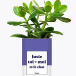 Toi + moi et le chat - Plante Haworthia varié