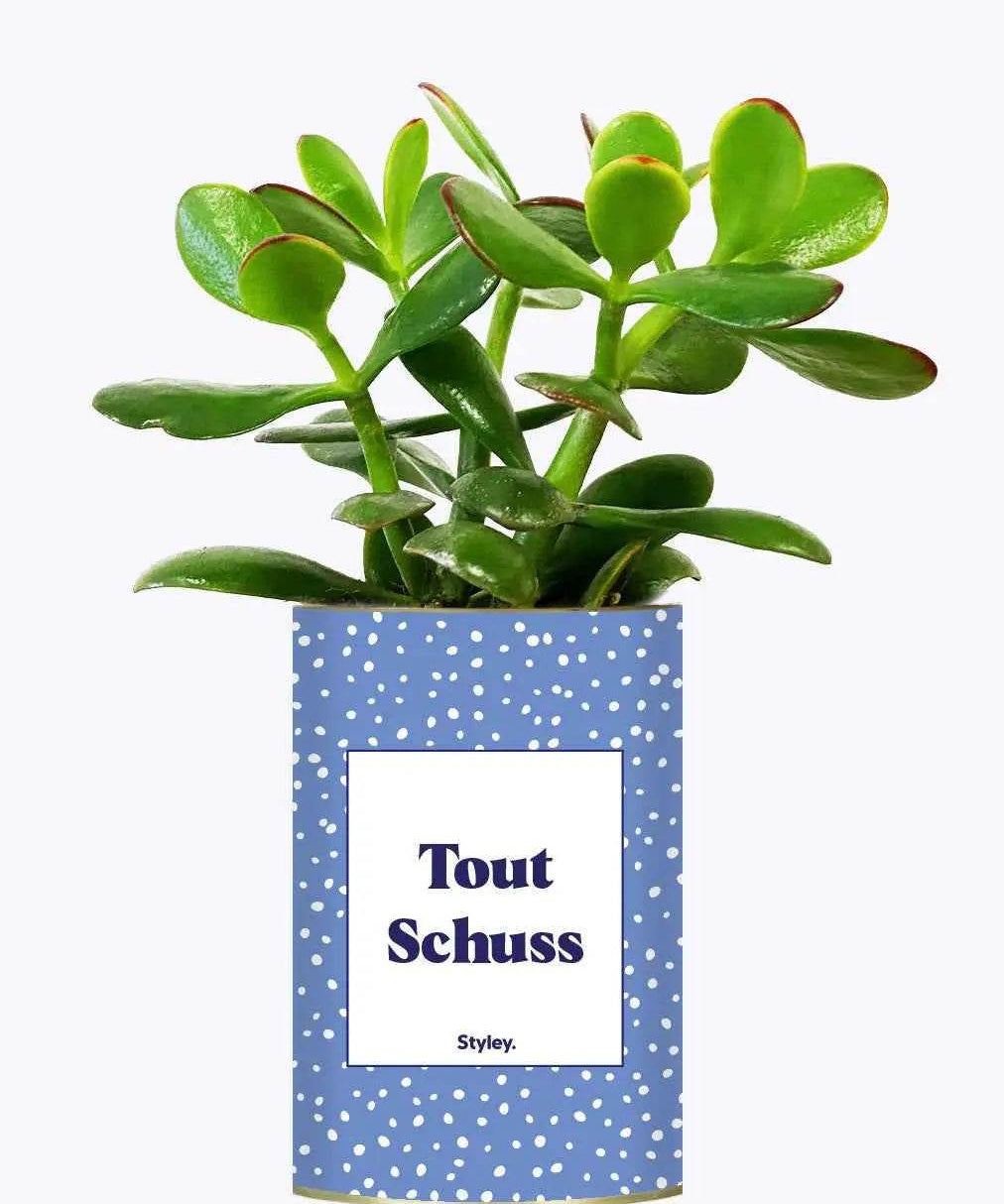 Tout Schuss - Plante Crassula varié