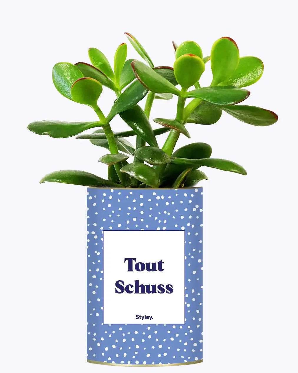 Tout Schuss - Plante Crassula varié
