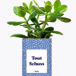 Tout Schuss - Plante Crassula varié