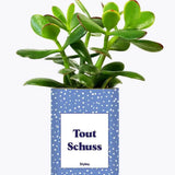 Tout Schuss - Plante Crassula varié