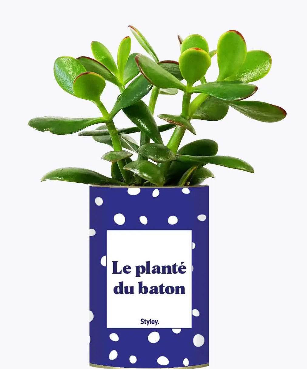 Le planté du baton - Plante Crassula varié