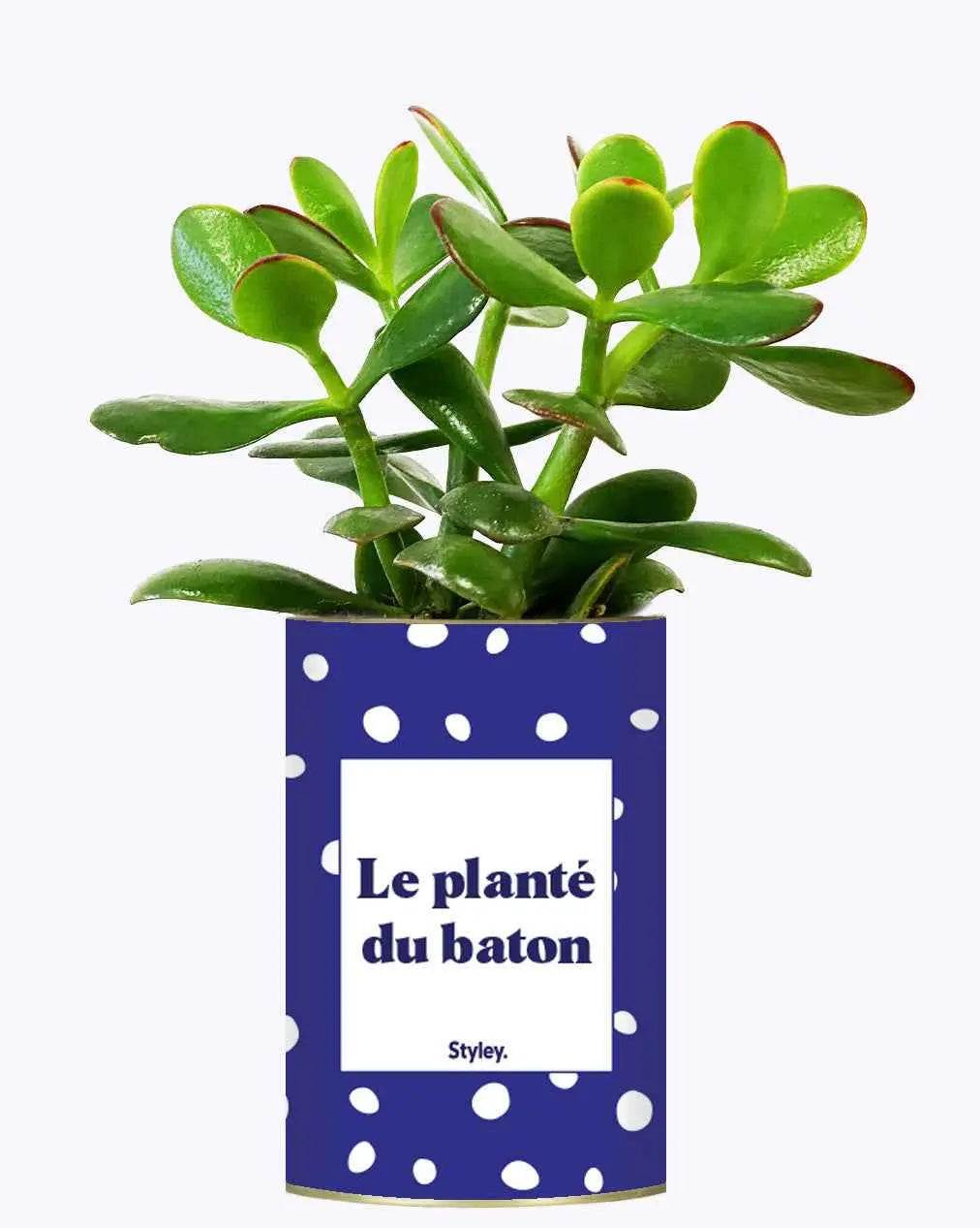 Le planté du baton - Plante Crassula varié