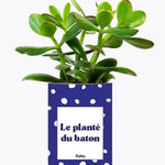 Le planté du baton - Plante Crassula varié