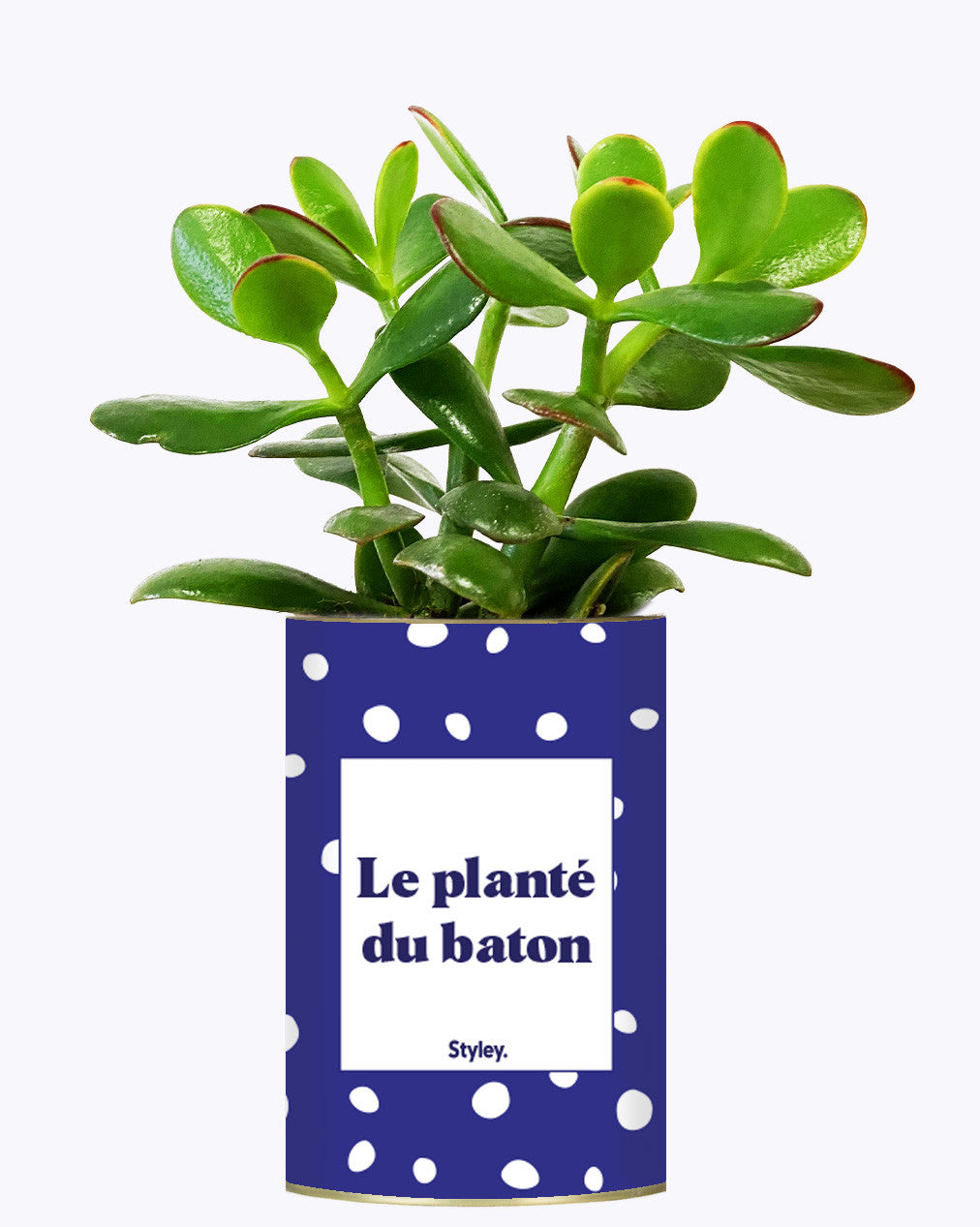 Le planté du baton - Cactus
