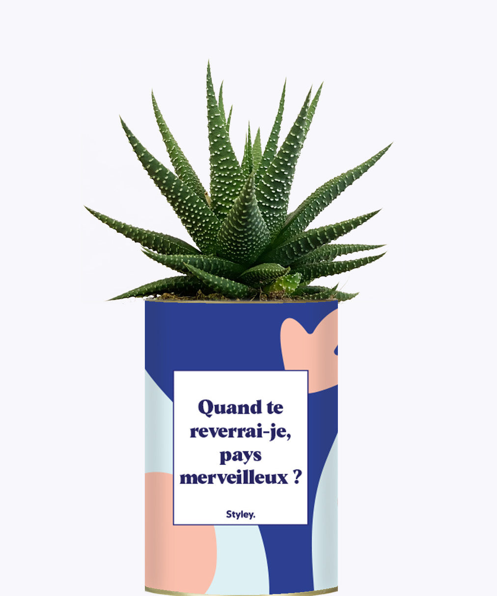 Quand te reverrais-je pays merveilleux ? - Cactus