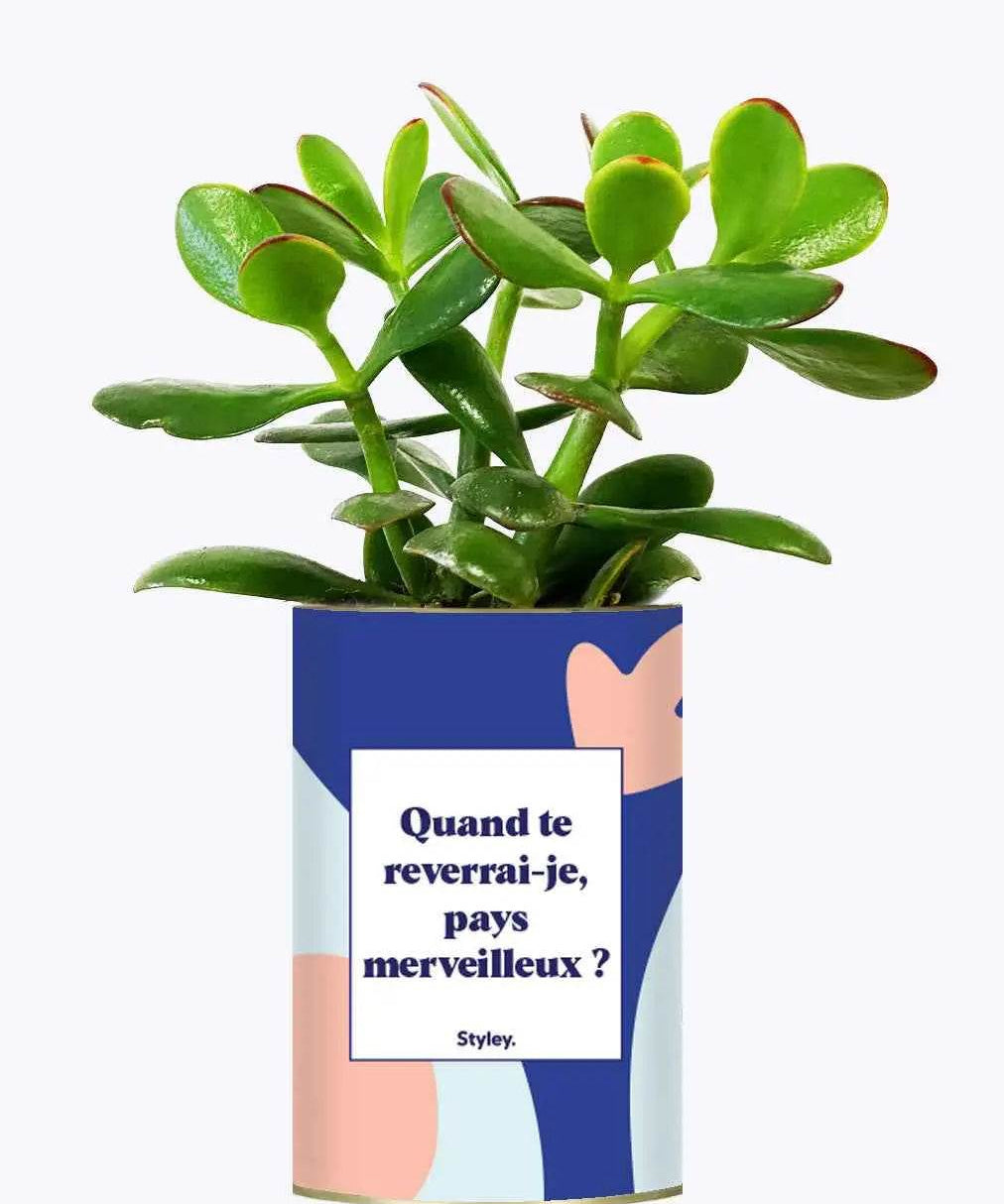 Quand te reverrais-je pays merveilleux ? - Plante Crassula varié