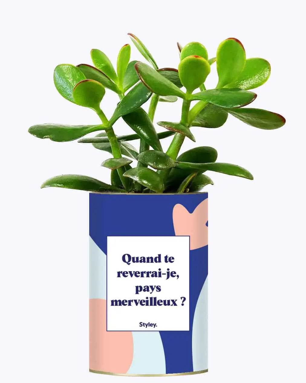 Quand te reverrais-je pays merveilleux ? - Plante Crassula varié