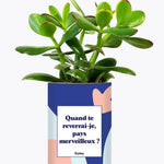 Quand te reverrais-je pays merveilleux ? - Plante Crassula varié