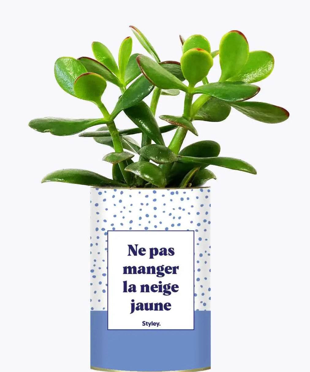 Ne pas manger la neige jaune - Plante Crassula varié