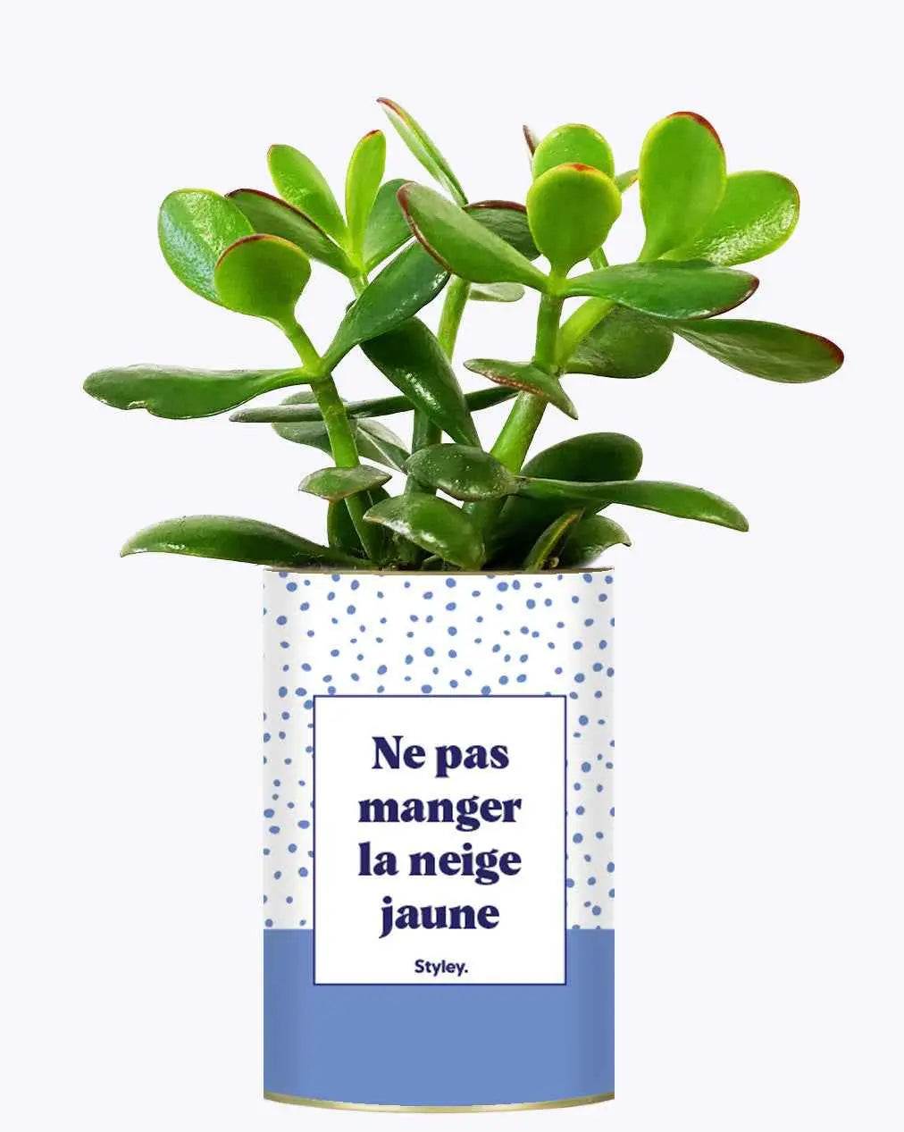 Ne pas manger la neige jaune - Plante Crassula varié
