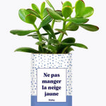Ne pas manger la neige jaune - Plante Crassula varié