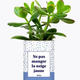 Ne pas manger la neige jaune - Plante Crassula varié