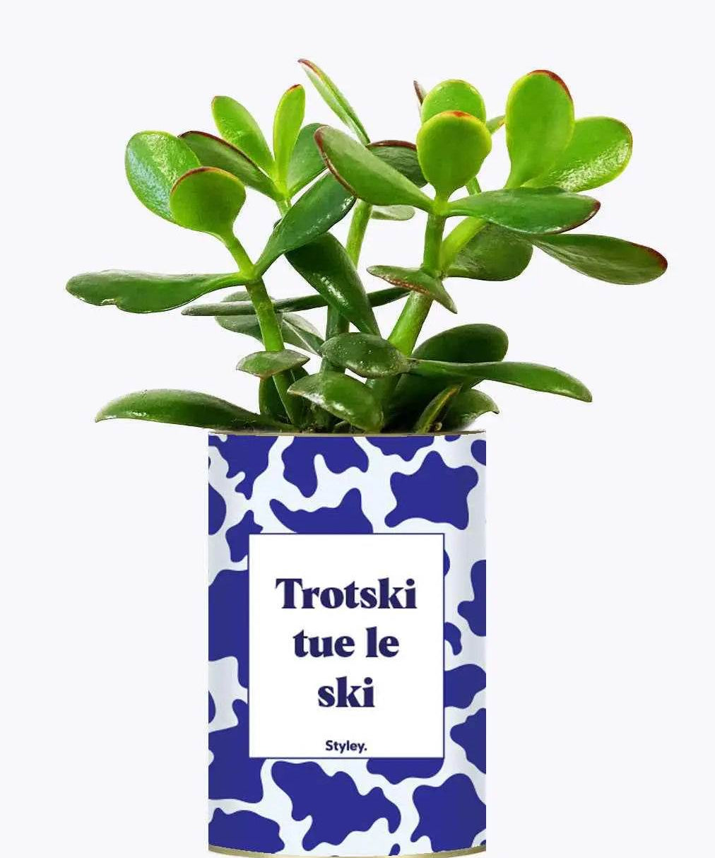 Trotski tue le ski - Plante Crassula varié