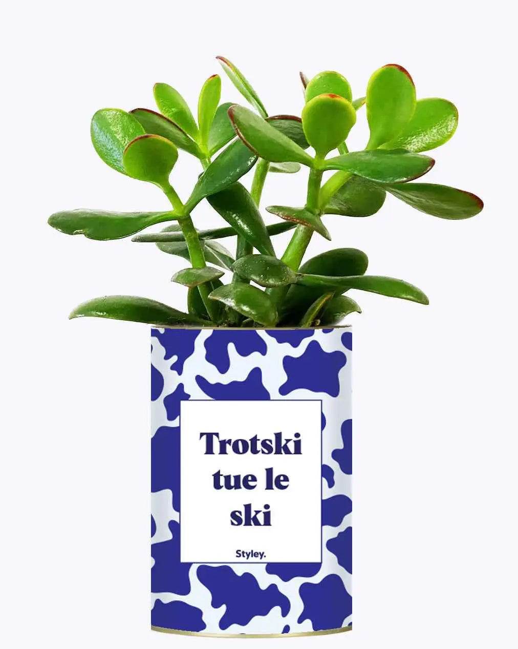 Trotski tue le ski - Plante Crassula varié