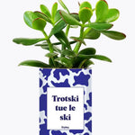 Trotski tue le ski - Plante Crassula varié
