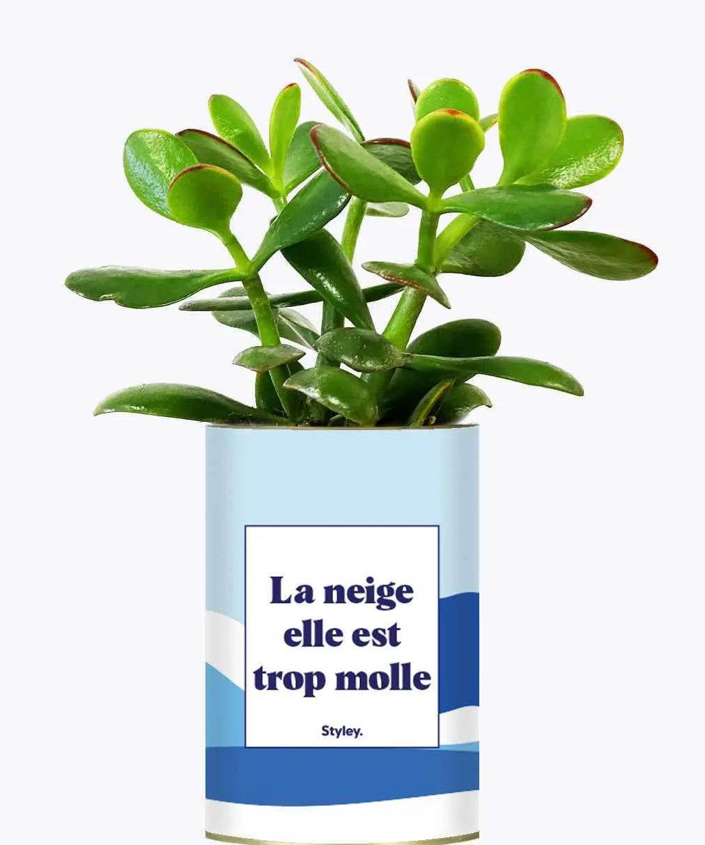 La neige est trop molle - Plante Crassula varié