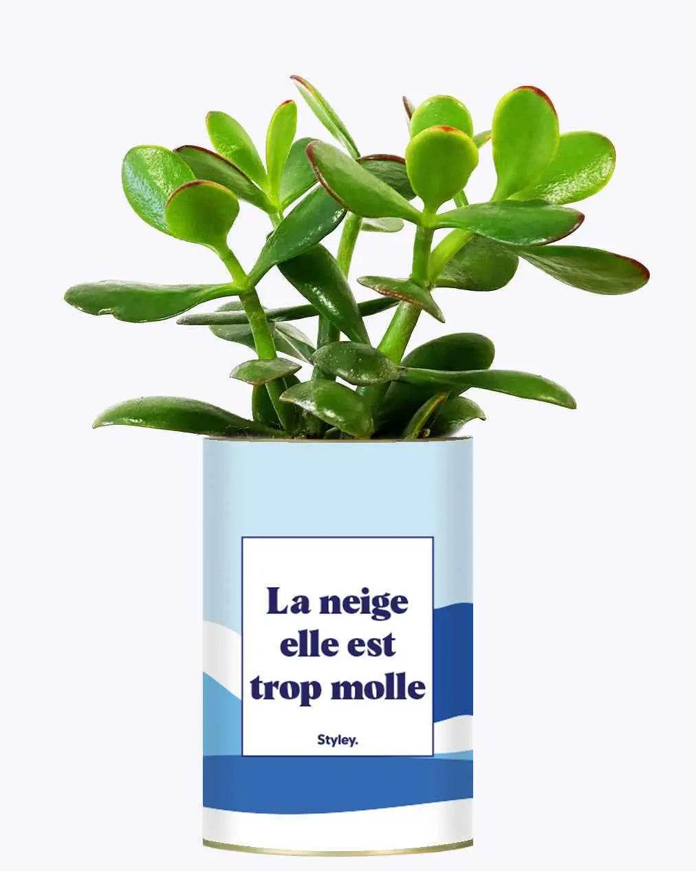 La neige est trop molle - Plante Crassula varié