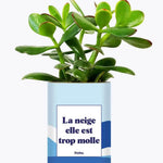 La neige est trop molle - Plante Crassula varié