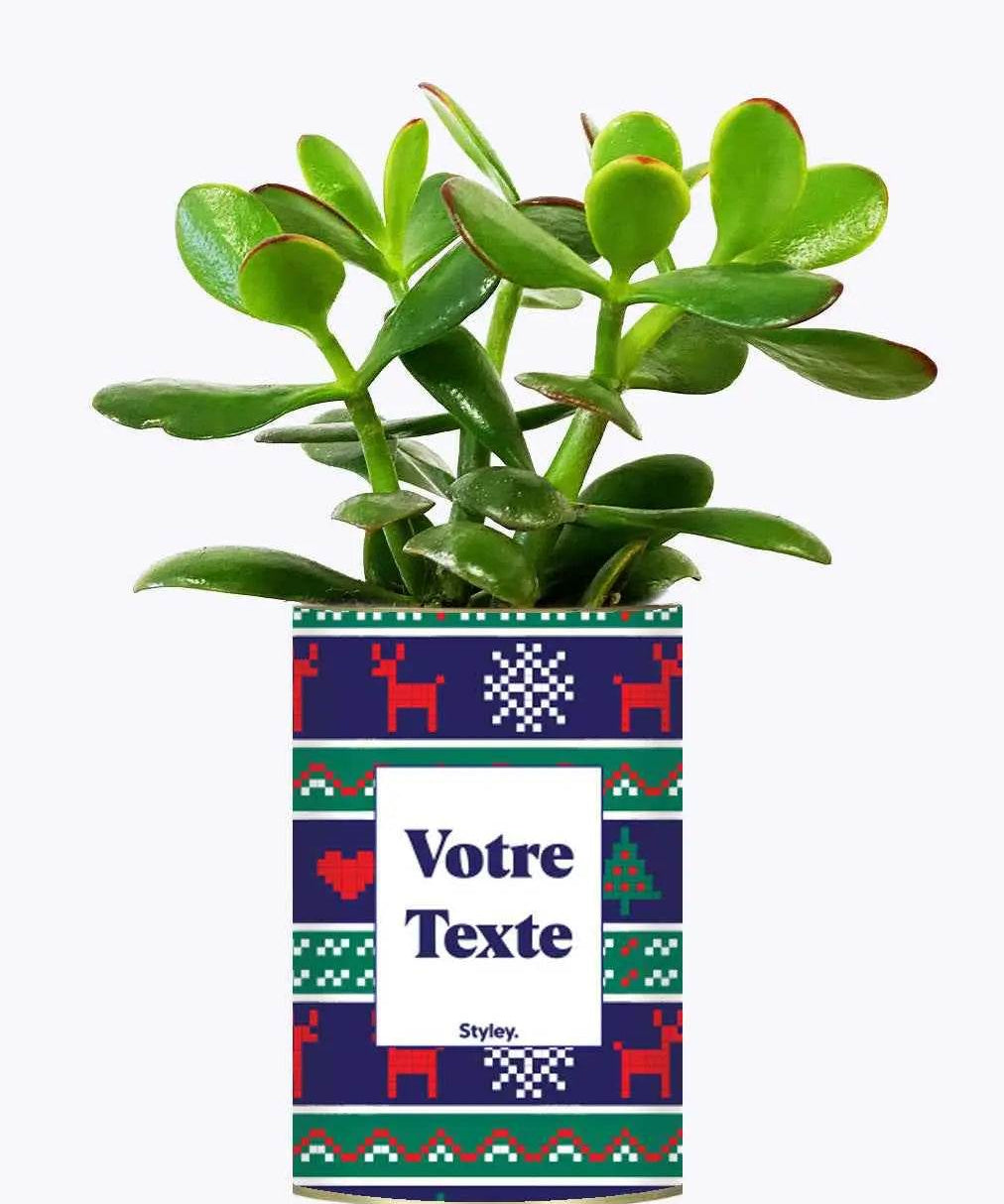 Plante de Noël Personnalisable - Plante Crassula varié