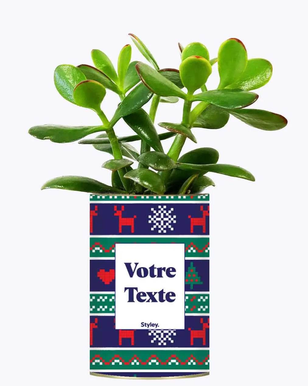 Plante de Noël Personnalisable - Plante Crassula varié