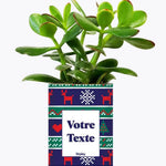 Plante de Noël Personnalisable - Plante Crassula varié