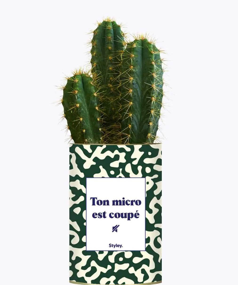 Ton micro est coupé - Plante Cactus varié