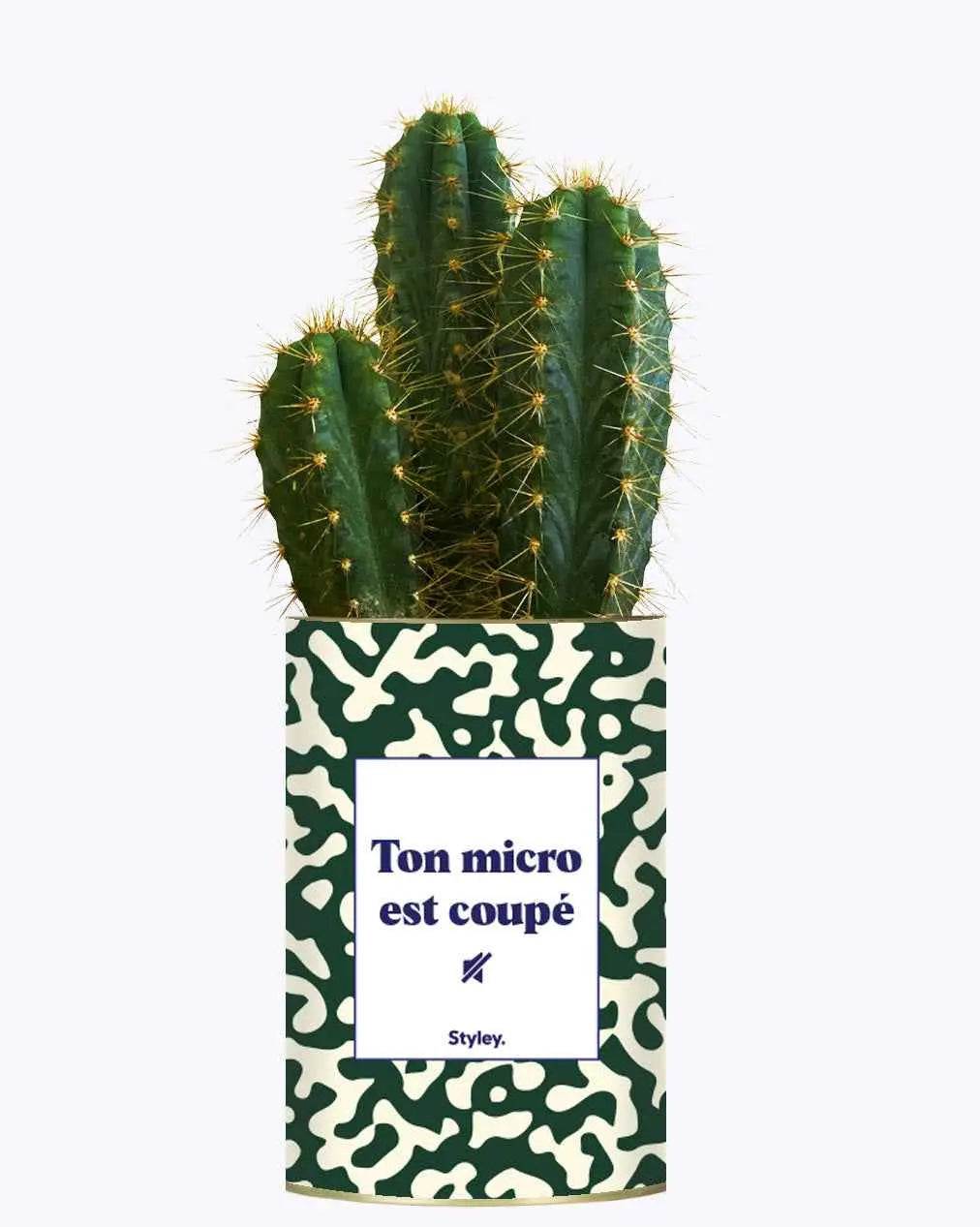 Ton micro est coupé - Plante Cactus varié