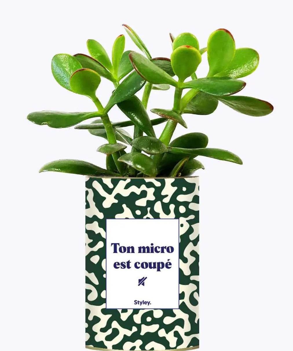 Ton micro est coupé - Plante Crassula varié