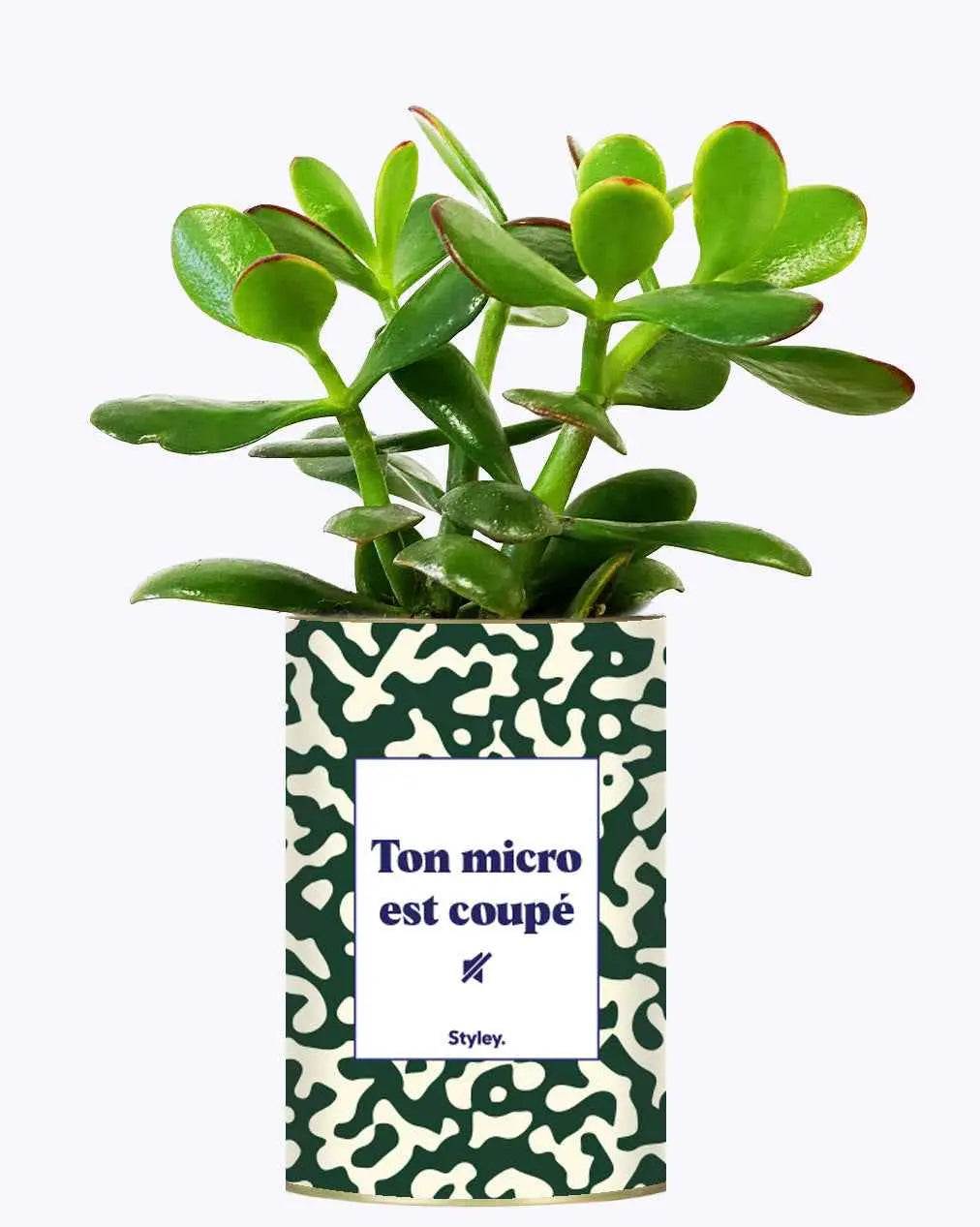 Ton micro est coupé - Plante Crassula varié