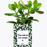 Ton micro est coupé - Plante Crassula varié