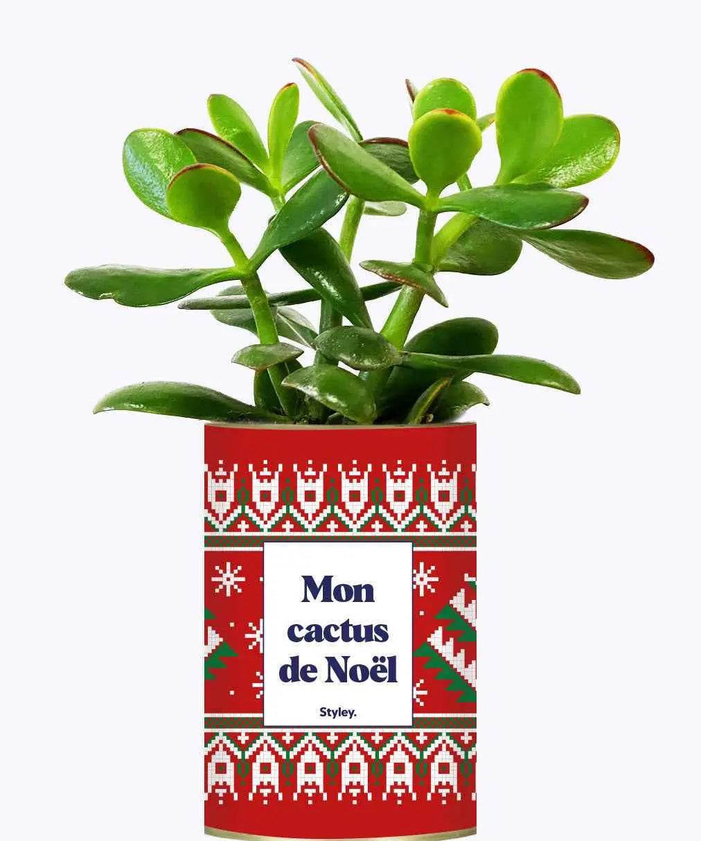 Mon cactus de Noël - Plante Crassula varié