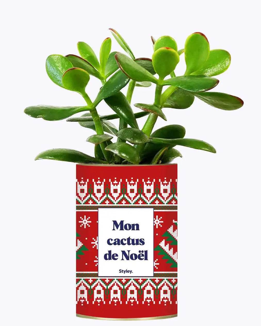Mon cactus de Noël - Plante Crassula varié