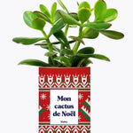 Mon cactus de Noël - Plante Crassula varié