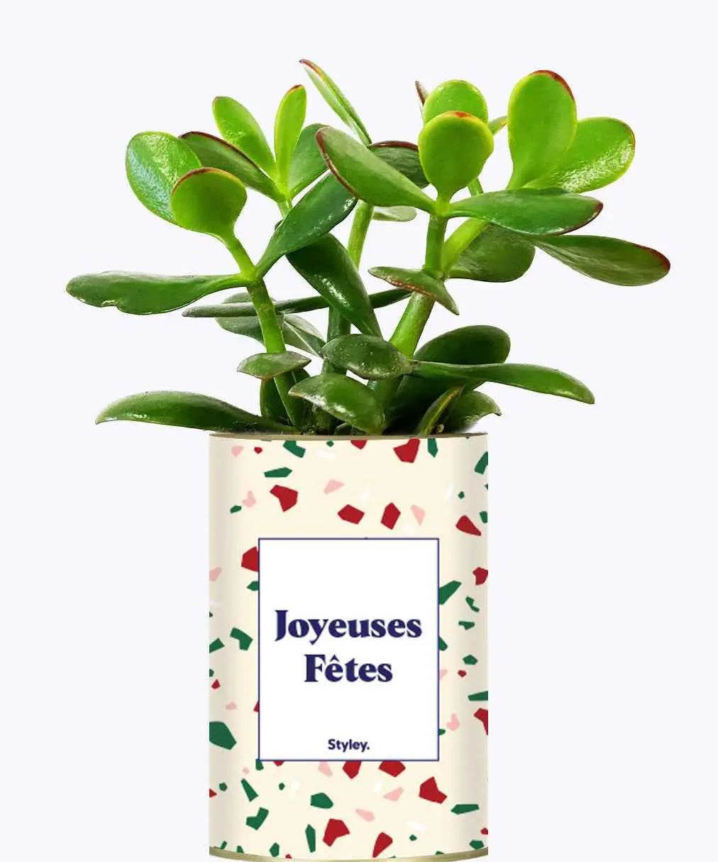 Joyeuses Fêtes - Plante Crassula varié