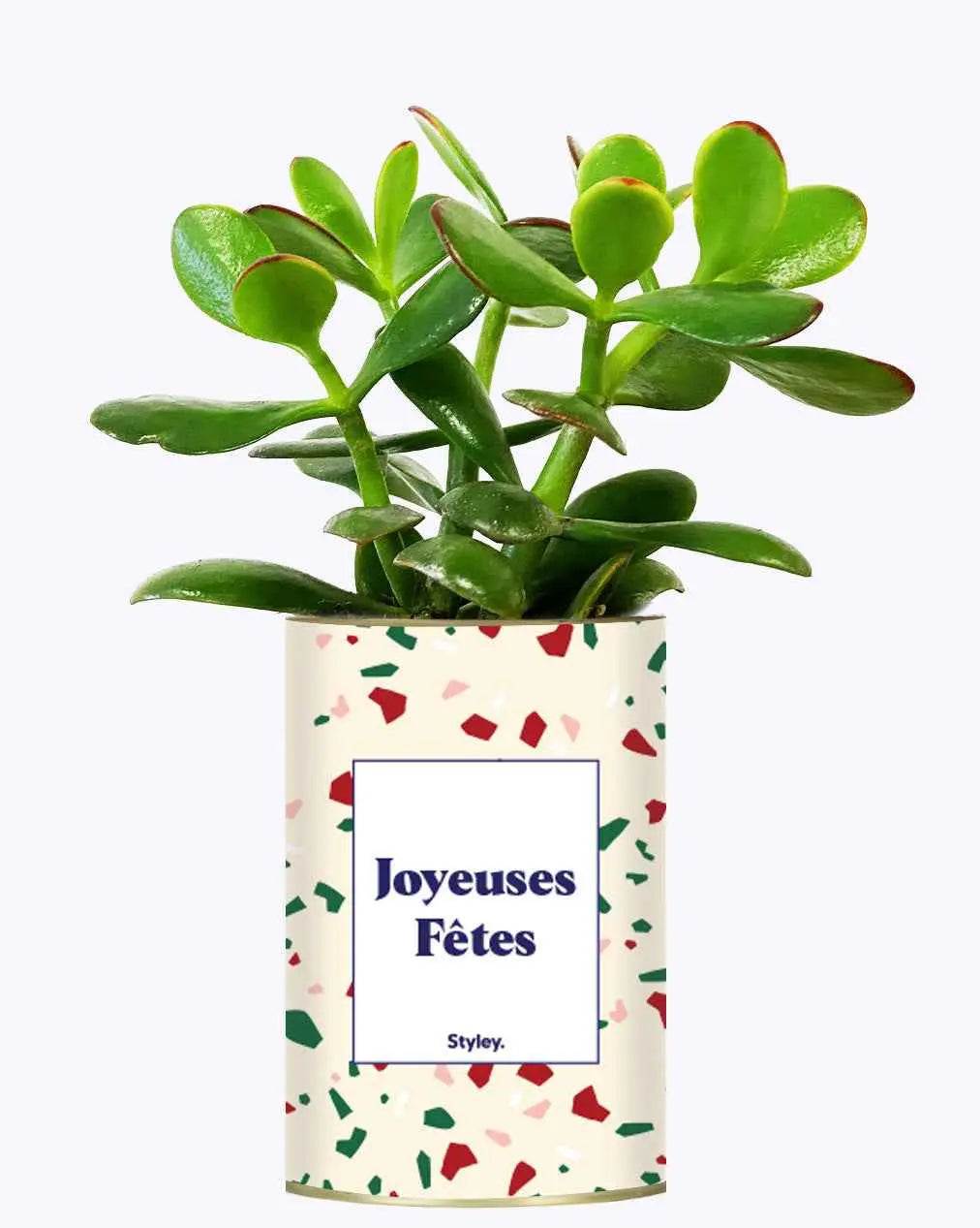 Joyeuses Fêtes - Plante Crassula varié