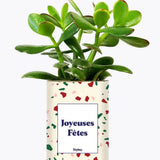 Joyeuses Fêtes - Plante Crassula varié