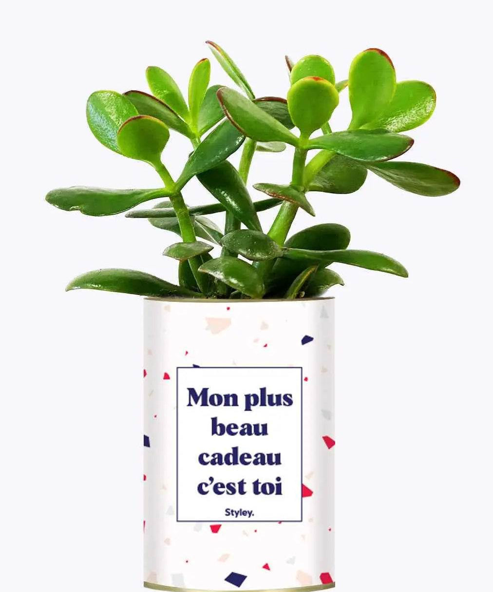 Mon plus beau cadeau c'est toi - Plante Crassula varié