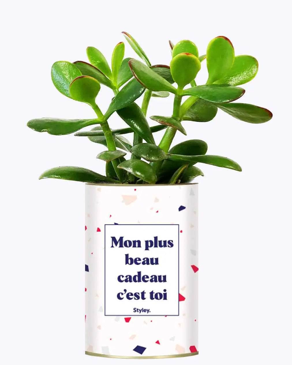 Mon plus beau cadeau c'est toi - Plante Crassula varié