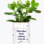Mon plus beau cadeau c'est toi - Plante Crassula varié