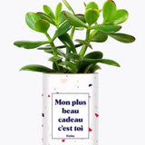 Mon plus beau cadeau c'est toi - Plante Crassula varié