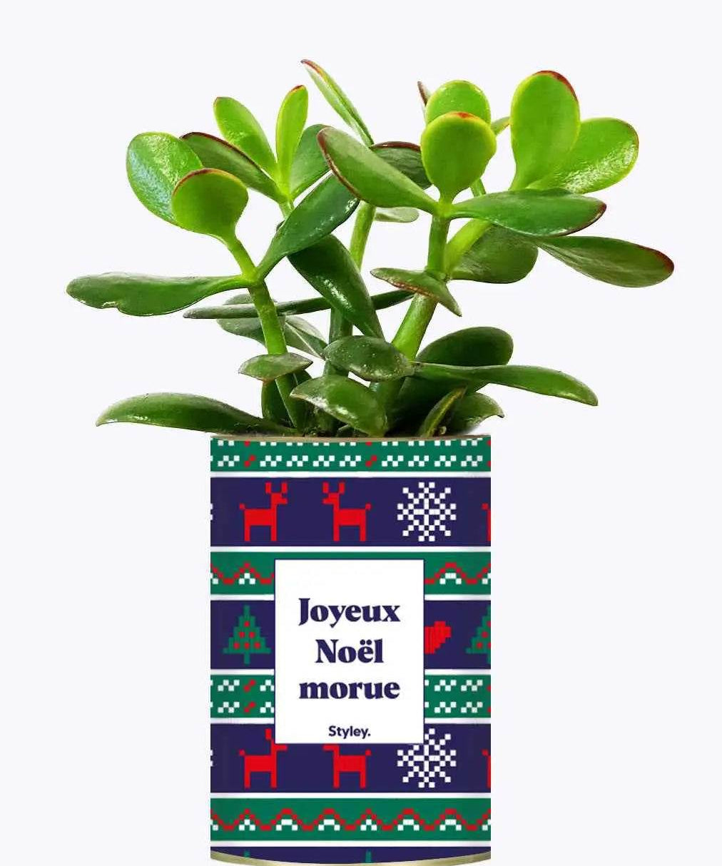 Joyeux Noël Morue - Plante Crassula varié