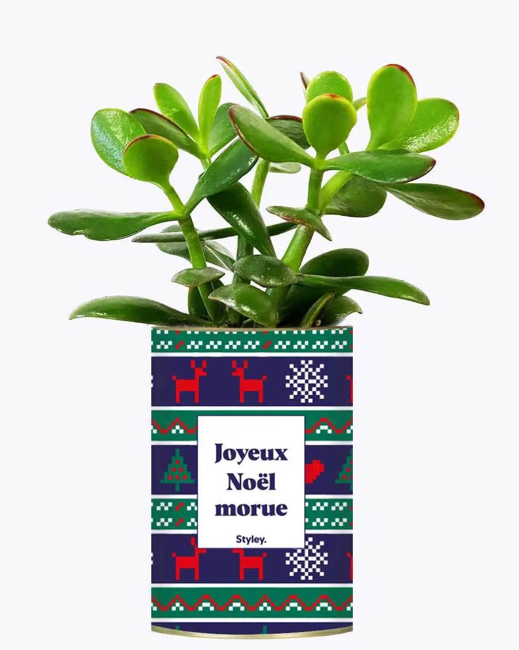 Joyeux Noël Morue - Plante Crassula varié