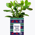 Joyeux Noël Morue - Plante Crassula varié