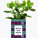 Joyeux Noël Morue - Plante Crassula varié