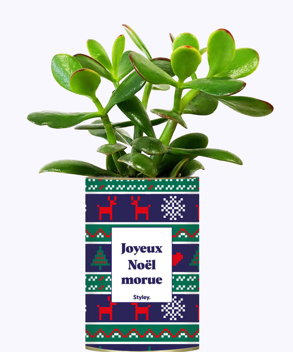 Joyeux Noël Morue - Cactus