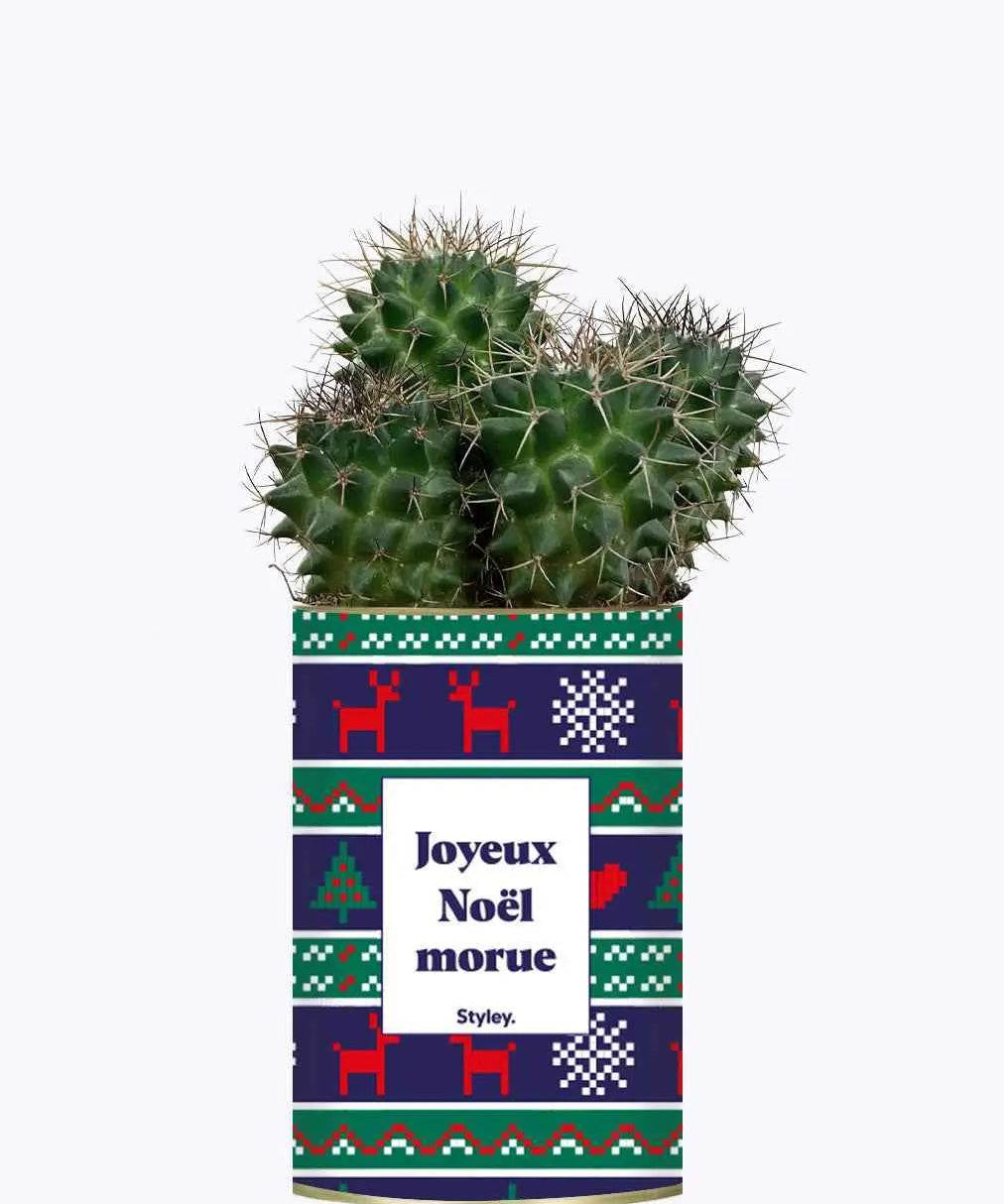 Joyeux Noël Morue - Plante Cactus varié